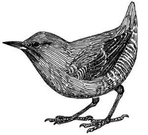 The newspaper “Migratory Birds”